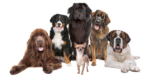 7 groupes de chiens selon le CKC