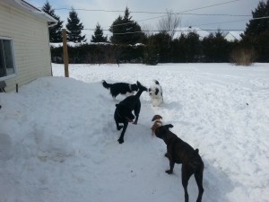 Pension et garderie pour chiens à Gatineau - Chiens jouent ensemble